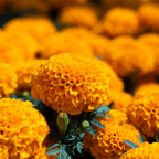 Día de Muertos