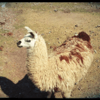 El camello