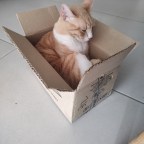 Día de Mudanza